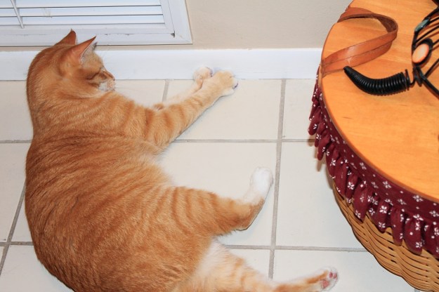 Bad cat Chris playing with mouse toy