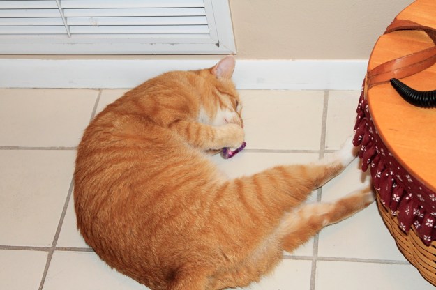 Bad cat Chris playing with mouse toy