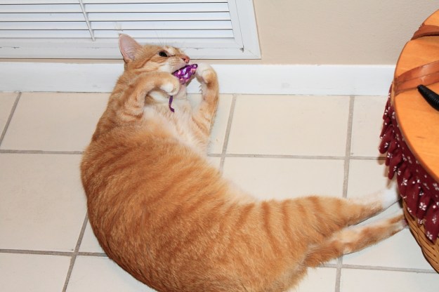 Bad cat Chris playing with mouse toy