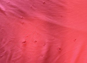 Bad cat Chris confronted for the shirt he ruined