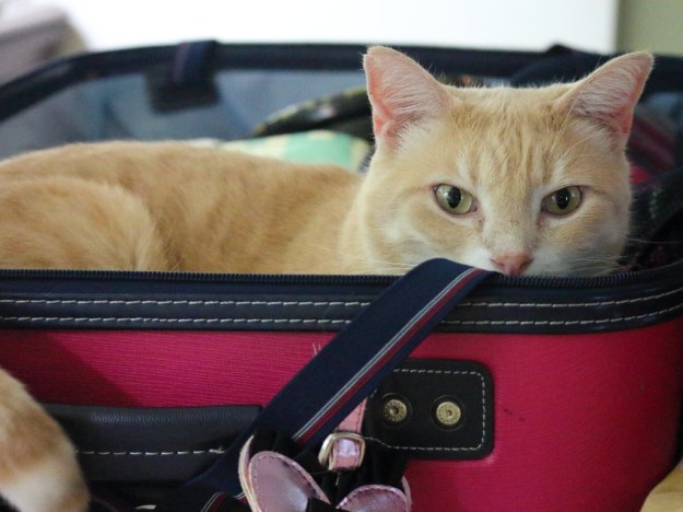 cat in suitcase