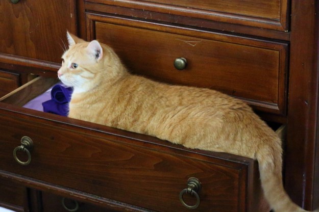 cat in drawer