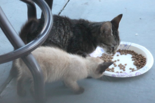 feral tabby cat and Siamese kitten