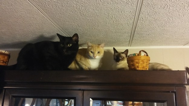 cats on cabinet