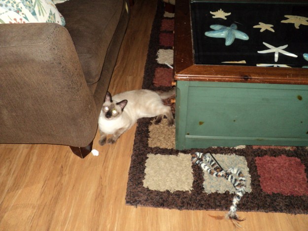 Siamese cat and paper ball