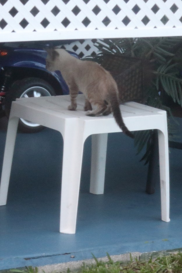 stray Siamese kitten