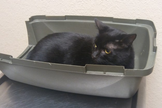 Puck was not happy to be there and wouldn't come out of his carrier.