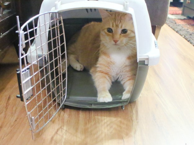 cat Chris in carrier