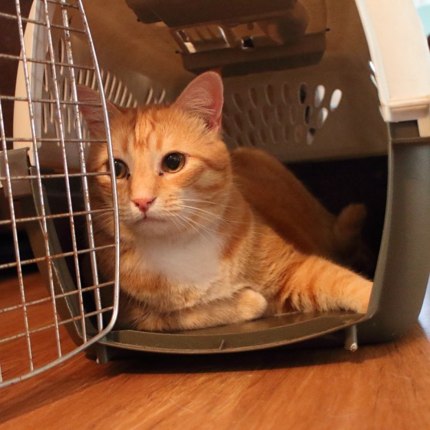 cat in carrier
