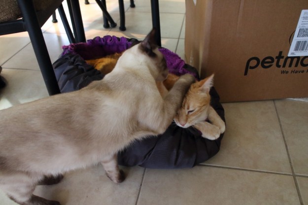 cats and clamshell bed