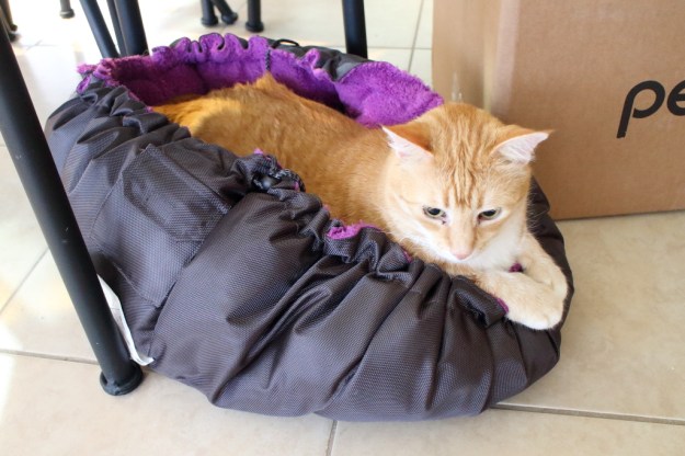 cat and clamshell bed