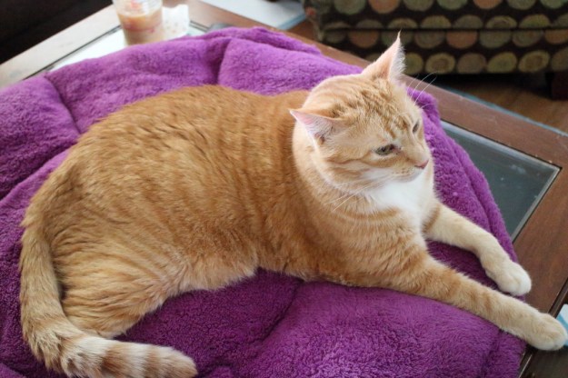cat on clamshell bed