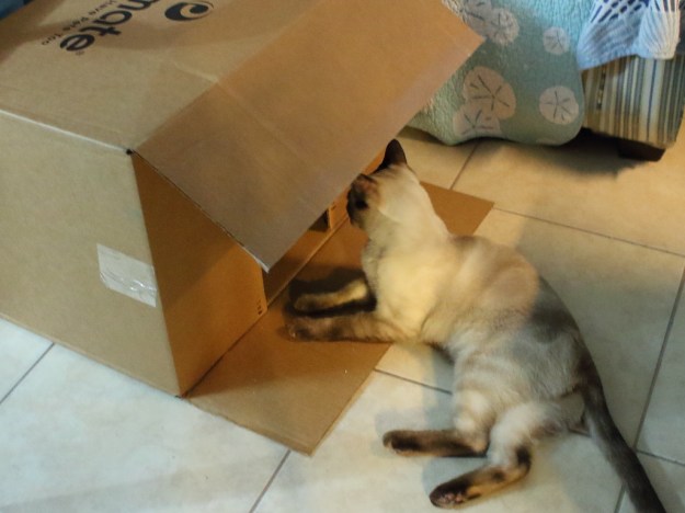 cat and box