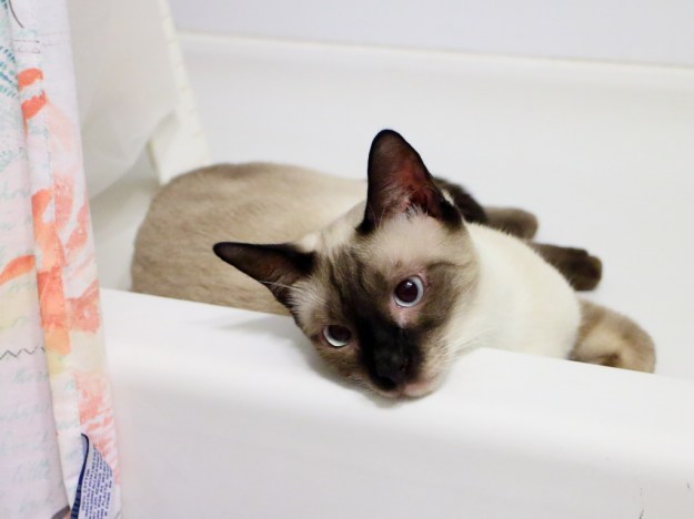 Siamese cat in shower