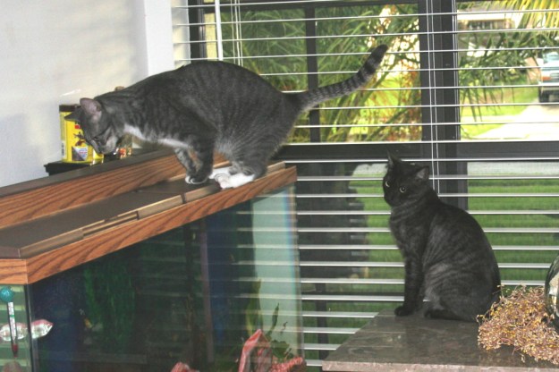 cats and fish tank