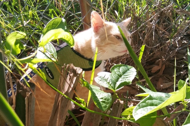 cat Frankie smelling plant