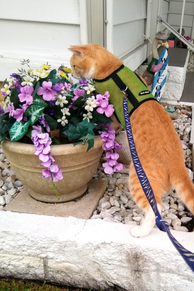 cat Frankie smelling plant