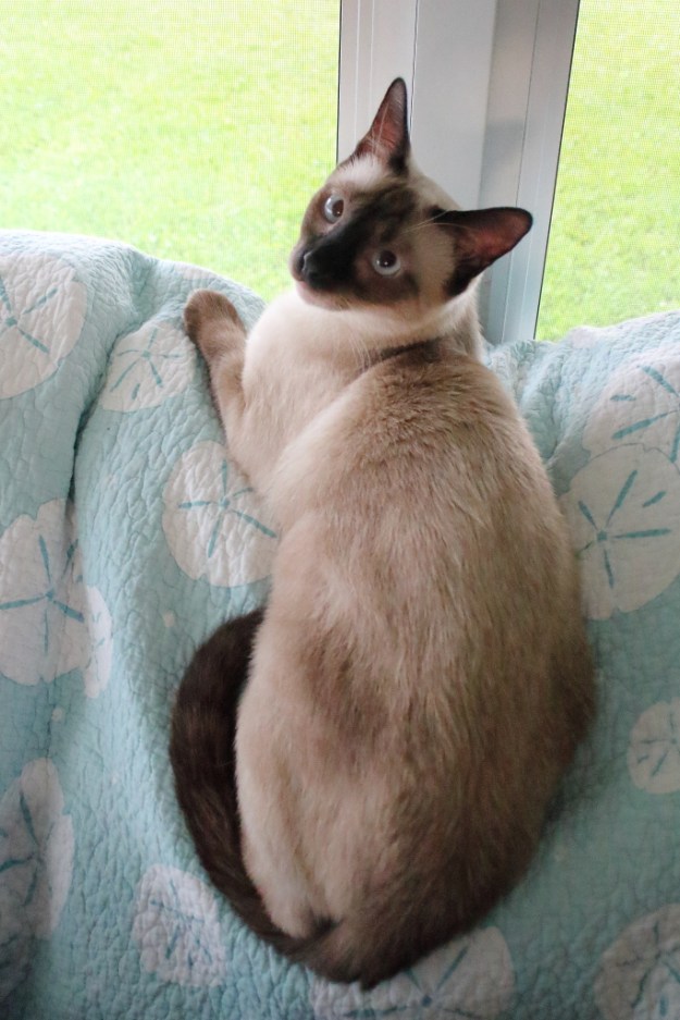 Siamese cat