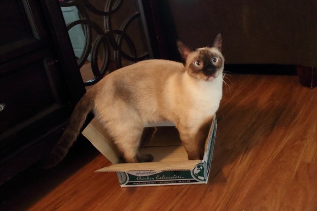 cat in box