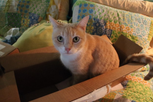 cat in box