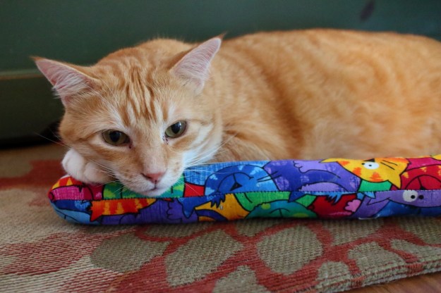 cat resting with kitty kick stix