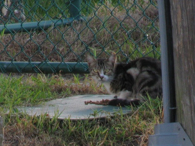 Feral Cat