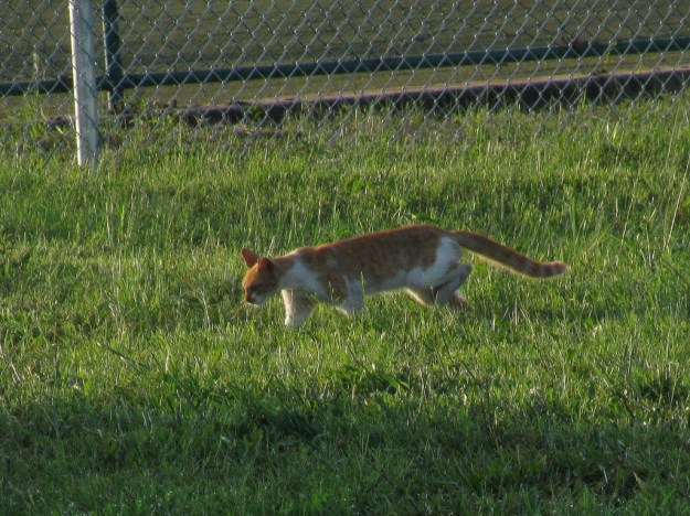 20150807_Feral cats_890
