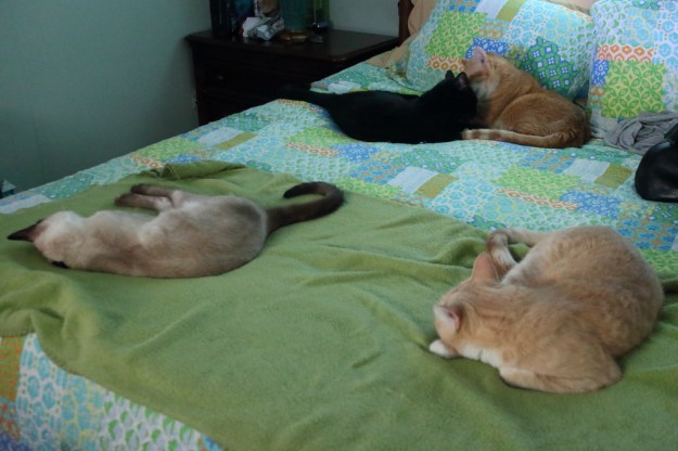cats on bed