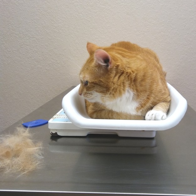 chris at vet