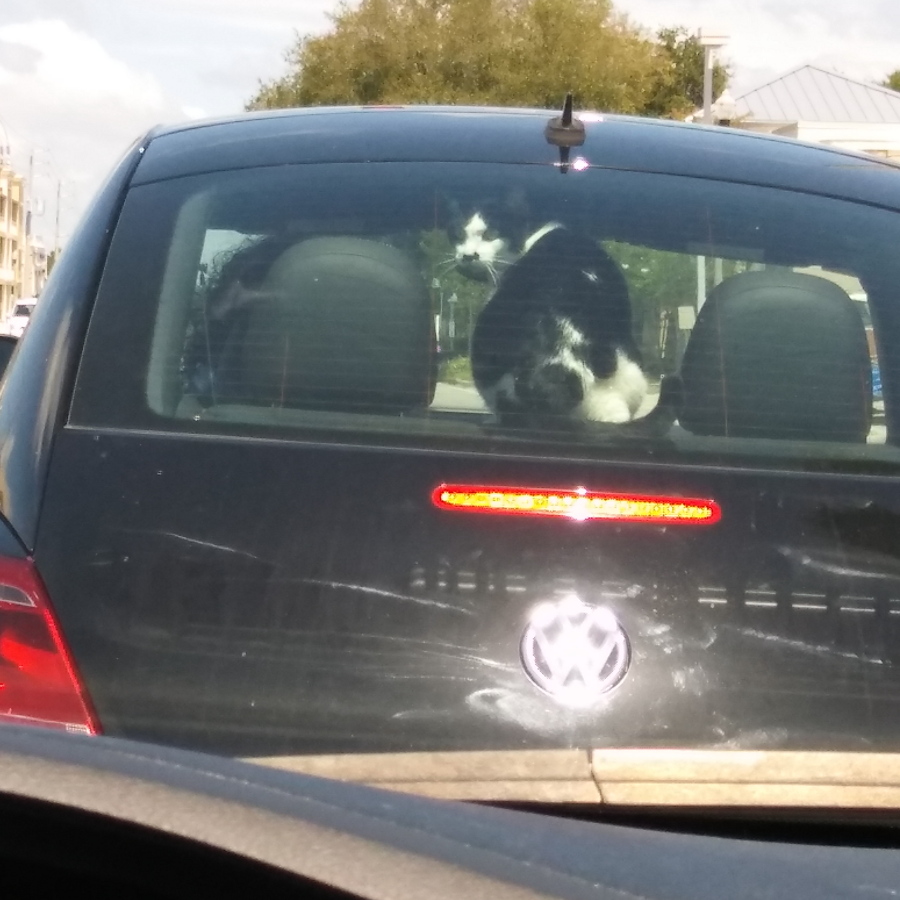 20170909_130947 cat in car.JPG