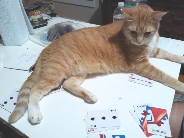 cat on cards