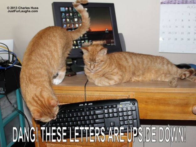 cat and upside down keyboard