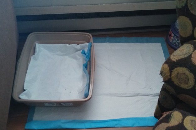 litter box with pee pad