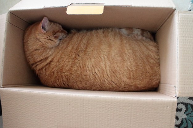 Cat n box sleeping