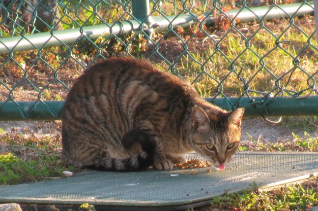 20160219_Ferals_3844