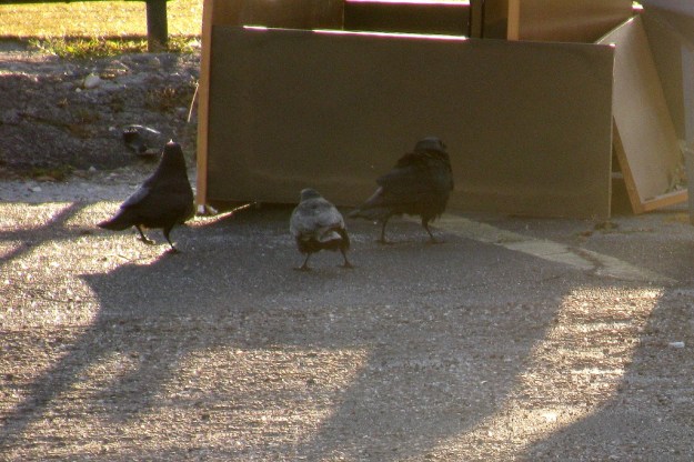 20160219_Ferals_3846