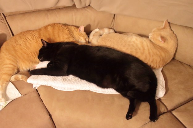 cute cats on sofa