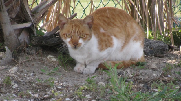 Feral Cat