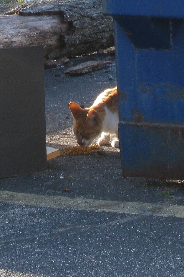 Feral Cat