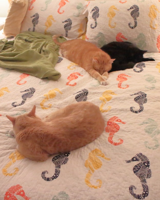 cats on bed
