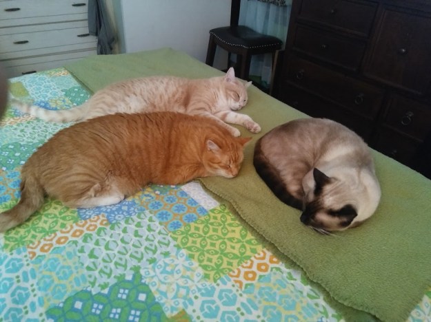 cats on bed