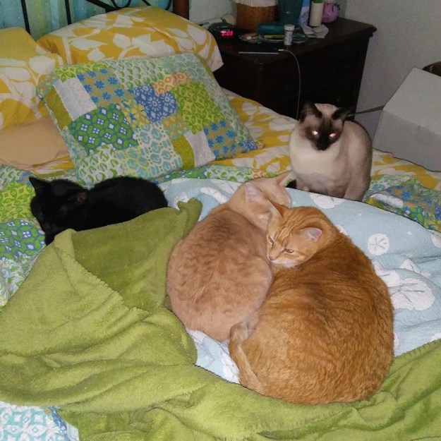 cats on bed