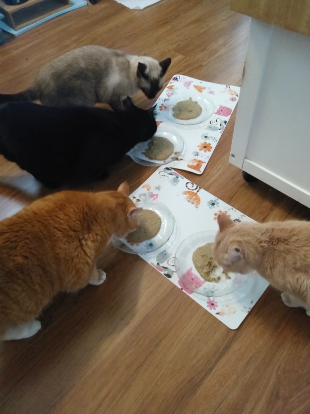 Cats eating Prowl cat food