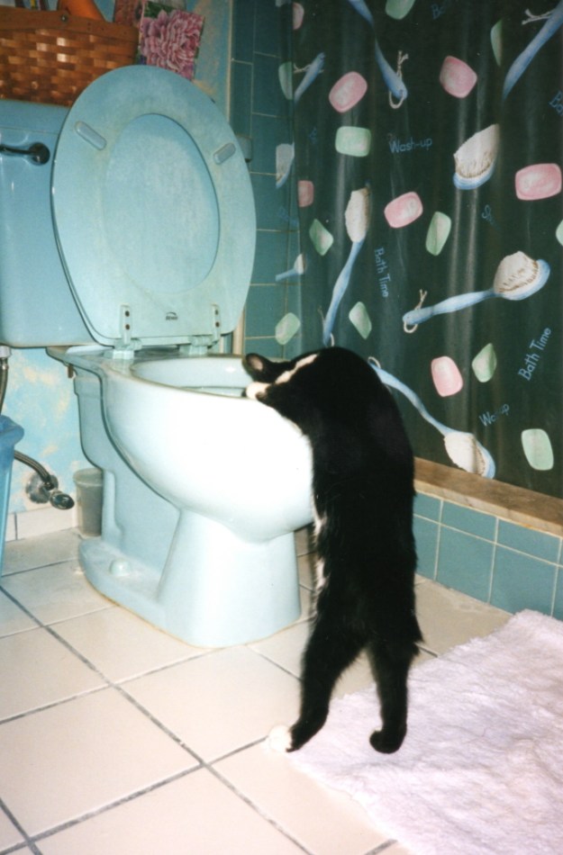 Cat looking in toilet