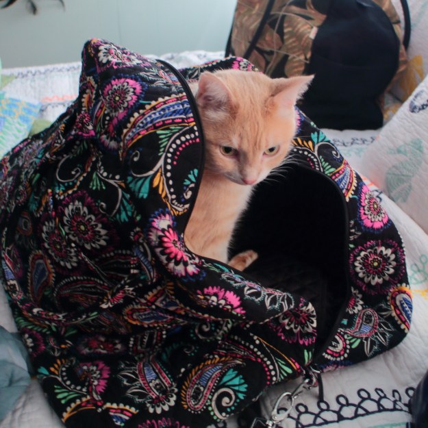 cat in bag