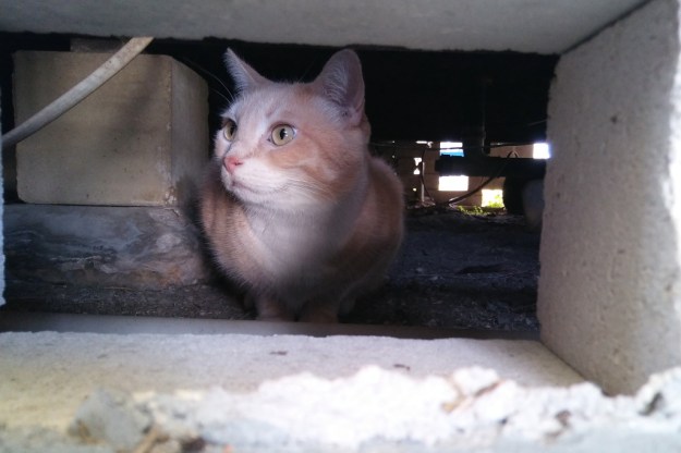 cat outside under home