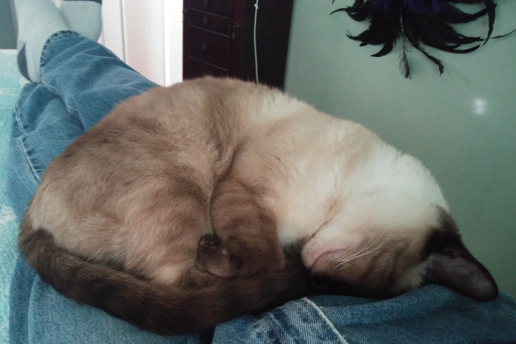 Siamese cat sleeping on lap