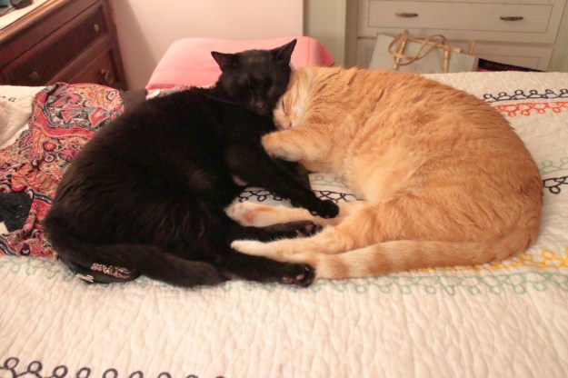 cats sleeping together