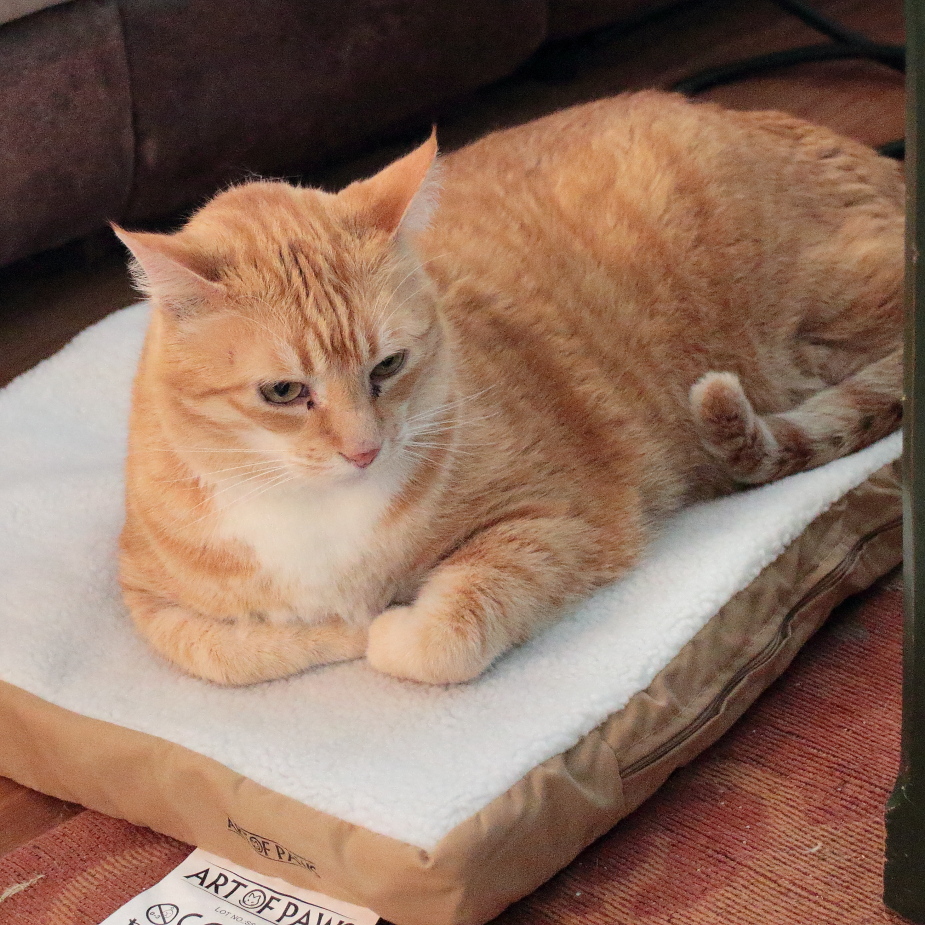 Art of Paws Heated Pet Mat