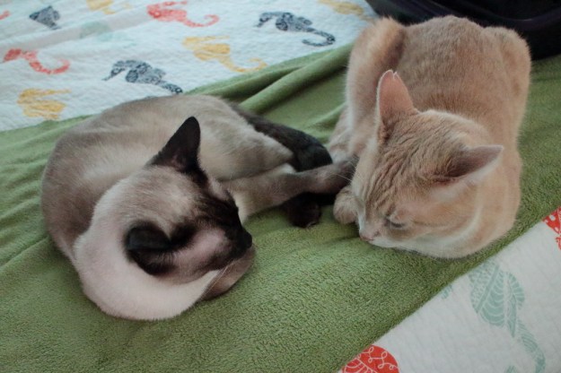 cats Floki and Frankie